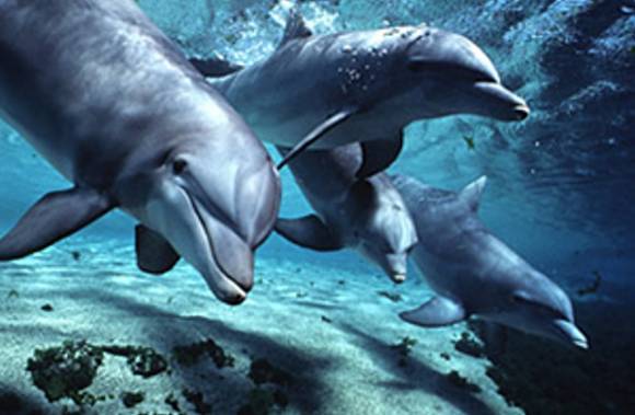 save  dolphin