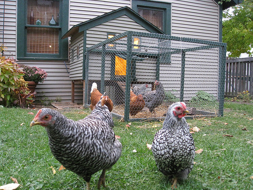 5 Reasons Why Chickens Belong in Your City, Town, or Neighborhood  Food Freedom